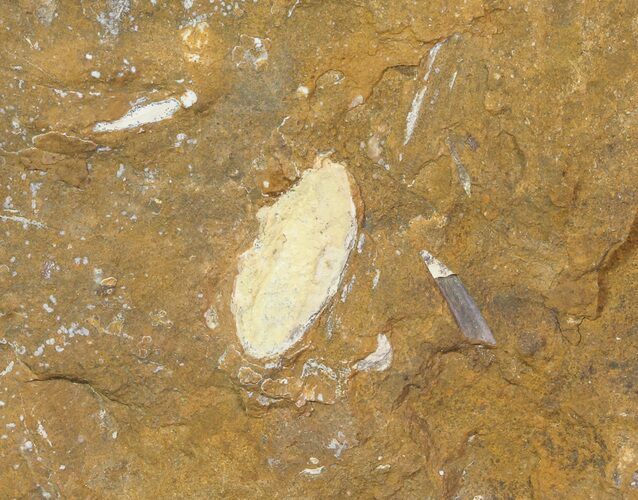 Unidentified Fossil Seed From North Dakota - Paleocene #65836